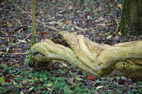 DSC_0015.JPG